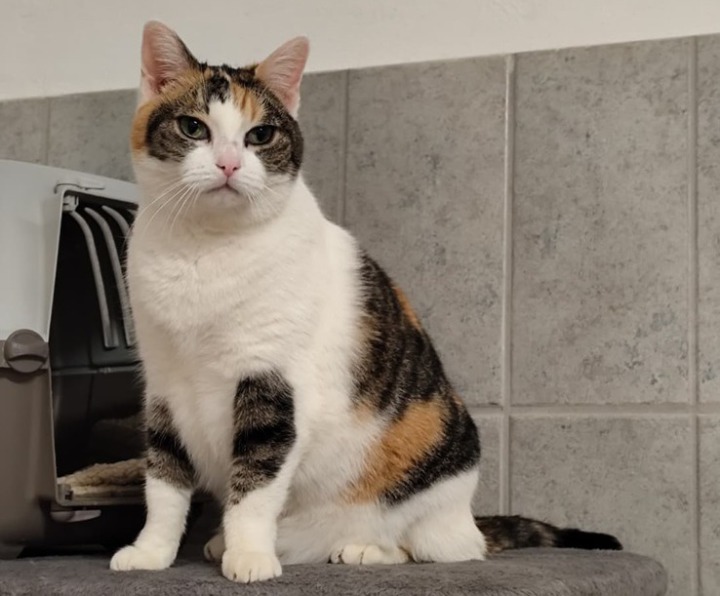 Kater Rajah, rötlich, schaut aus einem Regal-ähnlichen Unterschlupf hervor