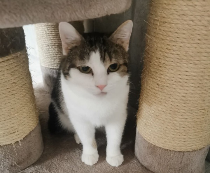 Kater Rajah, rötlich, schaut aus einem Regal-ähnlichen Unterschlupf hervor