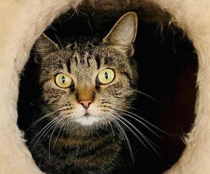 Kater Rajah, rötlich, schaut aus einem Regal-ähnlichen Unterschlupf hervor
