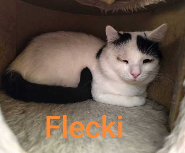 Kater Rajah, rötlich, schaut aus einem Regal-ähnlichen Unterschlupf hervor