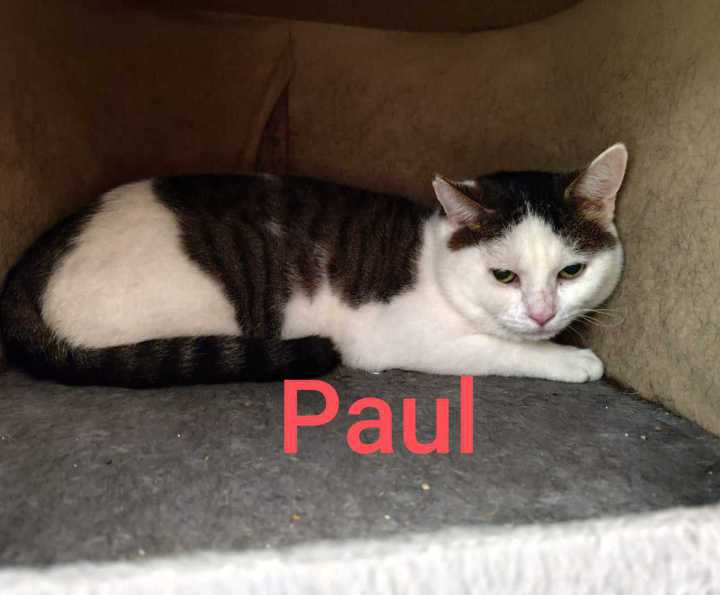 Kater Rajah, rötlich, schaut aus einem Regal-ähnlichen Unterschlupf hervor