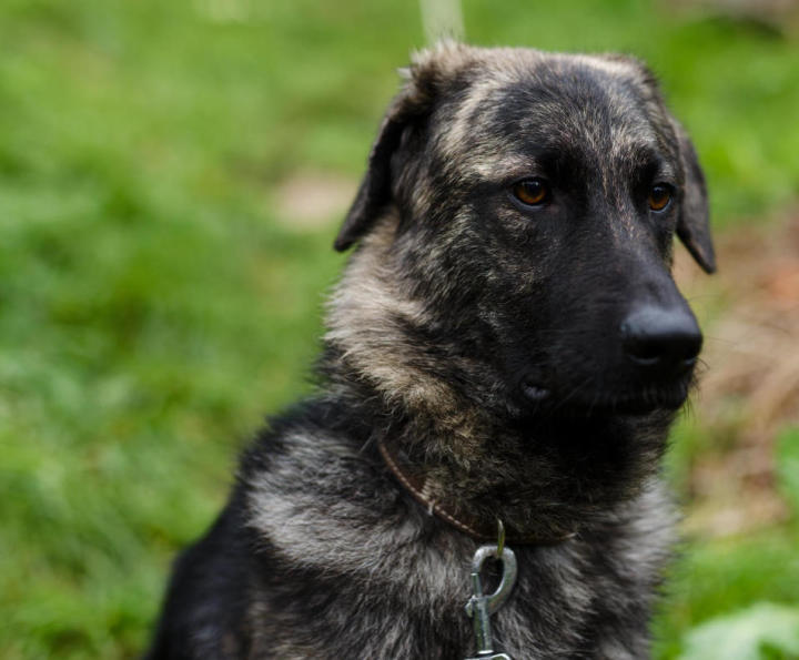Kater Ivan, rot-braun und weiß, sitzt auf einer Bank