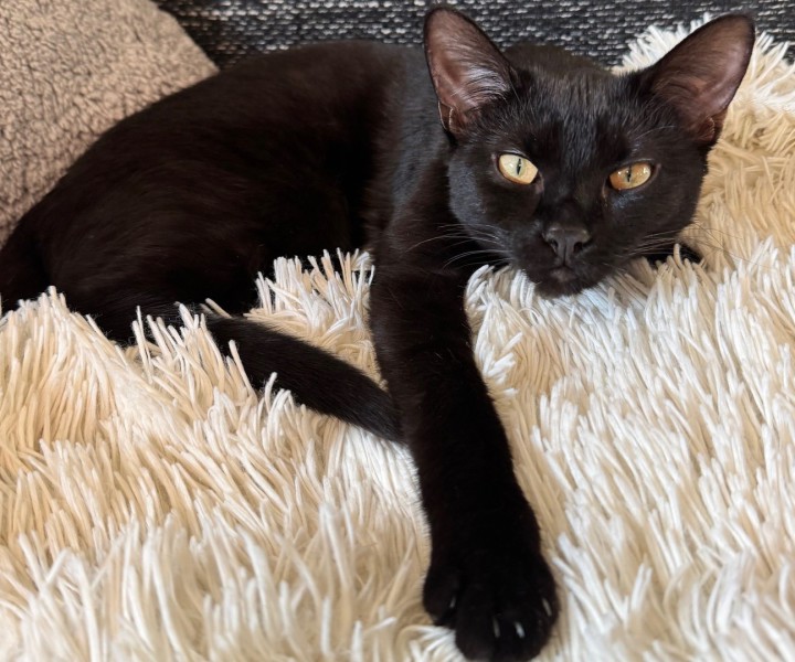 Teilansicht der Hundezwinger von außen