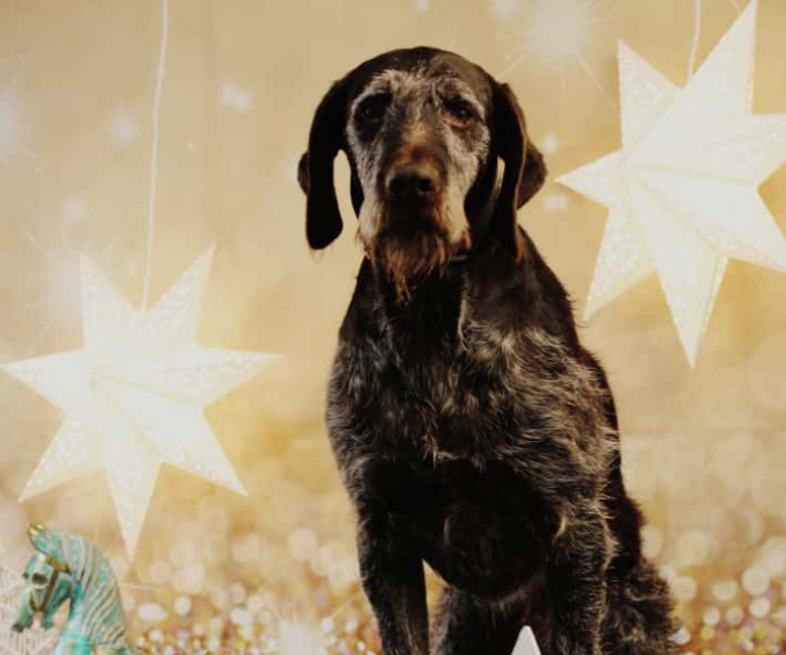 Hamstergehege mit Brücke und Fressnäpfen