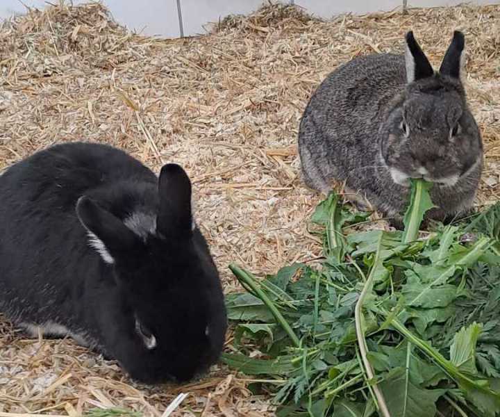 Tierheimhund Goofy mit dem Buch "Pfotenteam"