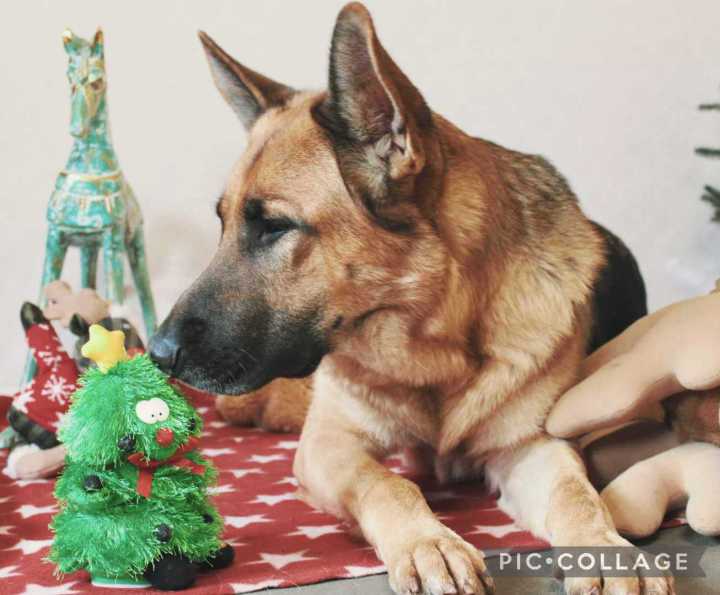Schäferhündin Heidi schnuppert an einem kleinen Deko-Tannenbaum