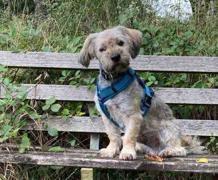 Schäferhündin Heidi schnuppert an einem kleinen Deko-Tannenbaum
