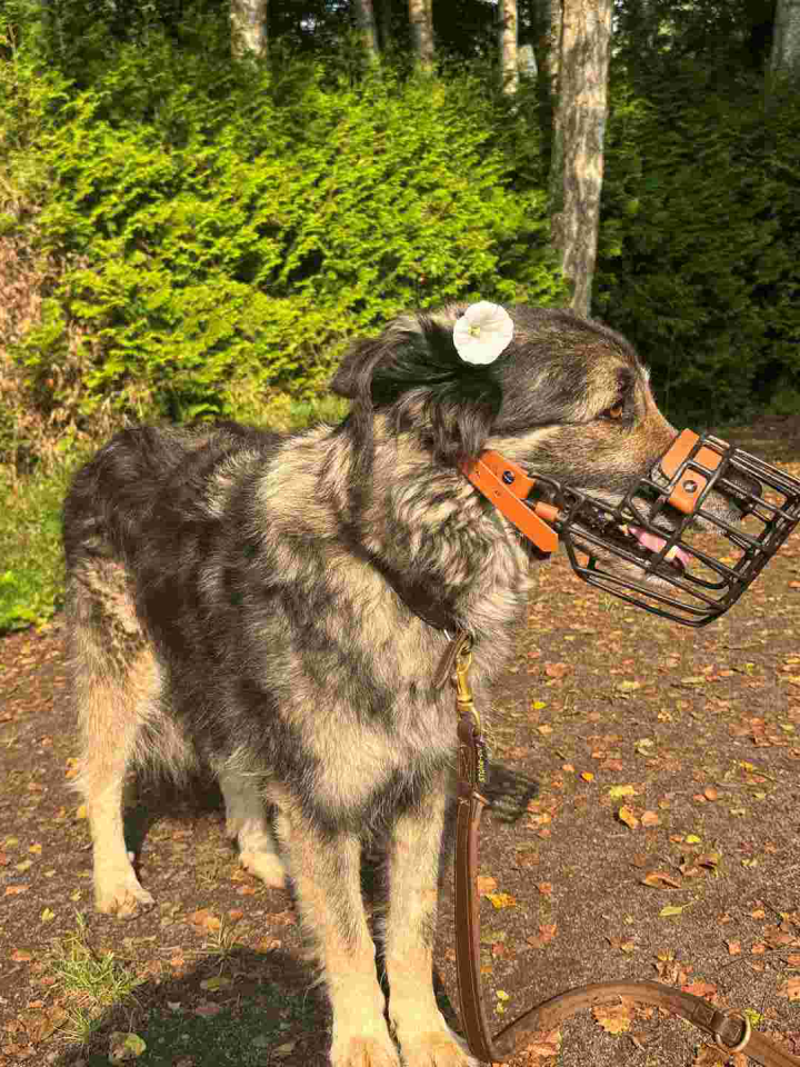 Tierheimhund Keks mit Blume hinterm Ohr