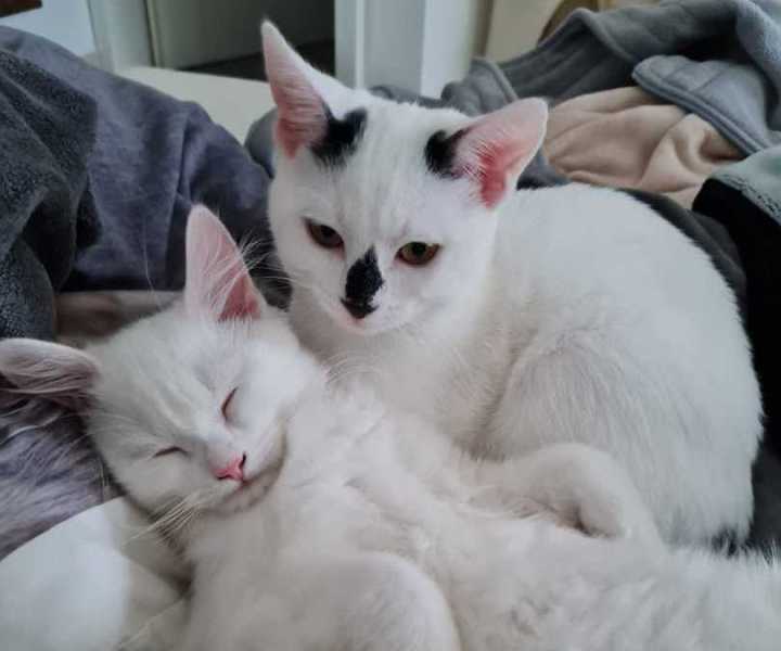 Die Katzen Suki und Maze