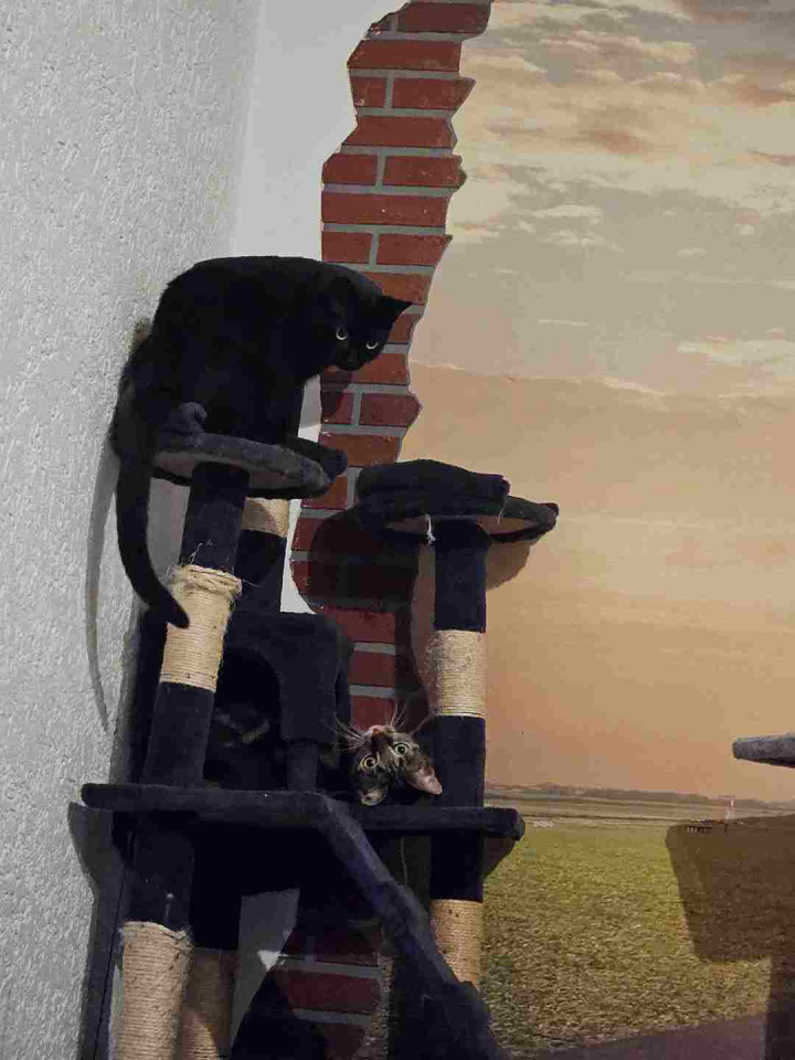 Die Katzen Zillie und Zorro