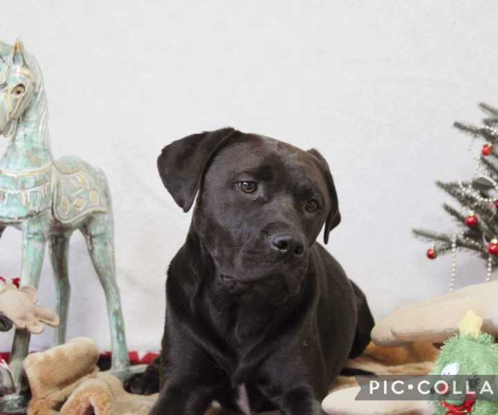 Hund Apollo zwischen weihnachtlichen Dekorations-Gegenständen