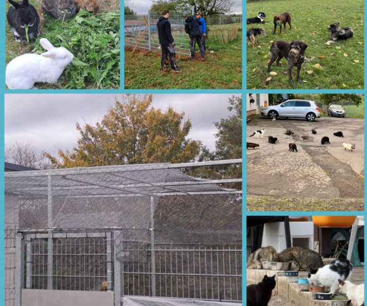 Hund Apollo zwischen weihnachtlichen Dekorations-Gegenständen