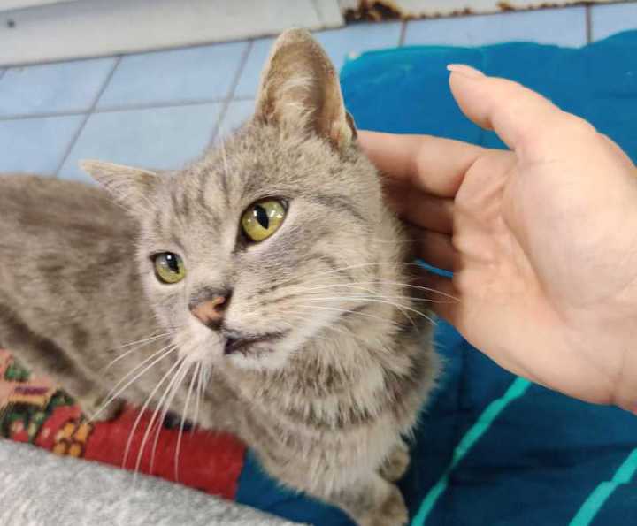 Hofkatze Helmi, sie wird von einer Hand gestreichelt