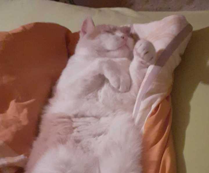 Hofkatze Helmi, sie wird von einer Hand gestreichelt