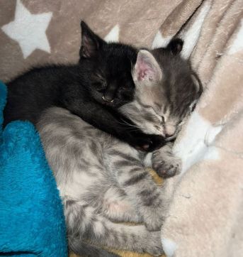 Katze Joschi sitzt auf dem Schreibtisch des Tierheim-Büros. In einer Foto-Collage wurden eine Weihnachtsmütze und eine weihnachtliche Umrandung ergänzt.