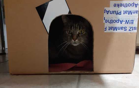 Katze Joschi sitzt in einem Karton mit ausgeschnittener halbrunder Öffnung vorne.