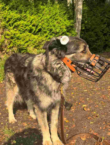 Tierheimhund Goofy liegt aufmerksam zwischen weihnachtlichen Dekorations-Gegenständen