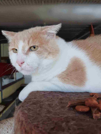 Das Gesicht von Katze Helmi in Nahaufnahme