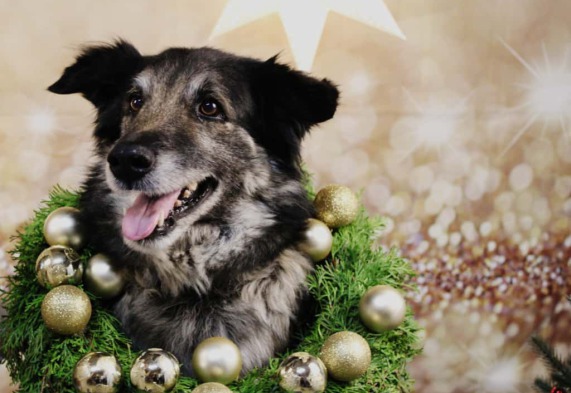 Goofy sitzt aufrecht und mit geradem Blick zwischen einem Holz-Schaukelpferd und einem kleinen Tannenbaum