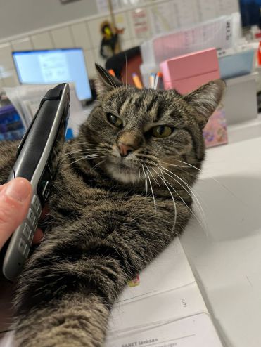 Katze Joschi sitzt auf dem Schreibtisch des Tierheim-Büros. In einer Foto-Collage wurden eine Weihnachtsmütze und eine weihnachtliche Umrandung ergänzt.