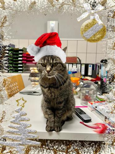 Katze Joschi sitzt auf dem Schreibtisch des Tierheim-Büros. In einer Foto-Collage wurden eine Weihnachtsmütze und eine weihnachtliche Umrandung ergänzt.