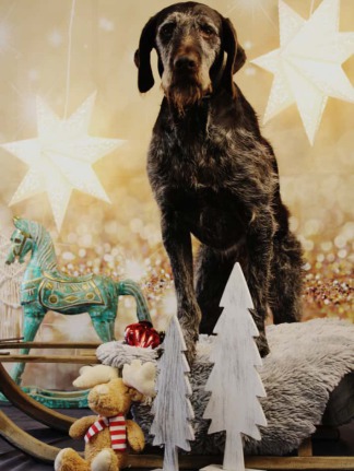 Sand mit Spuren in einem Gehege