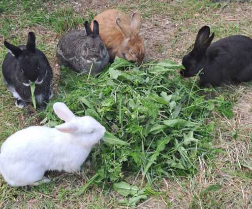 Tierheimhund Goofy sitzt zwischen einem Holzpferd und einem Tannenbaum, er blickt geradeaus in die Kamera