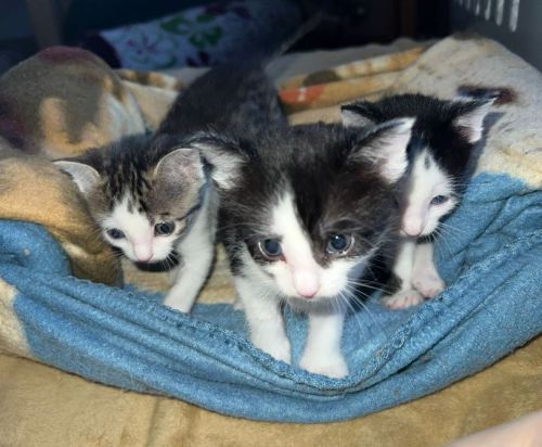 Zillie, getigert, und Zorro, schwarz, liegen gemeinsam auf einem Stuhl und dösen