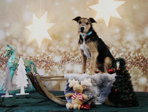 Struppi sitzt zwischen einem Holz-Schaukelpferd und einem Deko-Tannenbaum und bei einigen Plüschtieren.