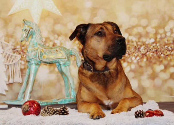 Hund Spotty, klein, weiß und mit gelocktem Fell, sitzt auf einer Decke und schaut aufmerksam in die Kamera. Er trägt ein türkisfarbenes Geschirr und eine blaue Leine.