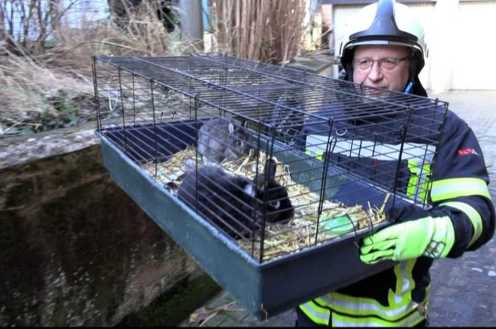 Deutsch Drahthaar Rüde Goofy steht auf einer Bank, seine Schnauze berührt ein geöffnetes Buch