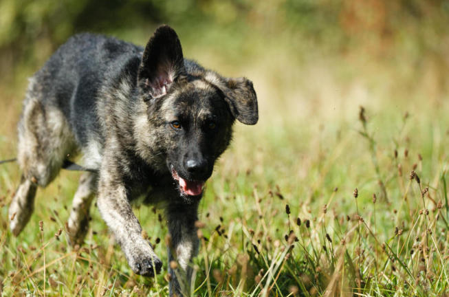 Kater Ivan, weiß mit rot-braun, sitzt stolz auf einer Bank