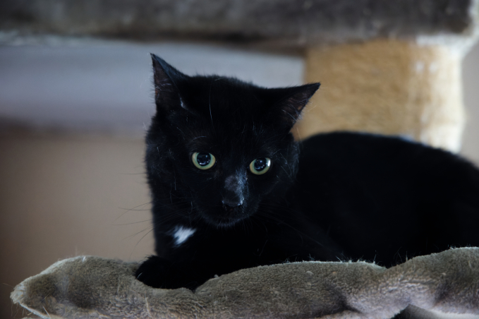 Kater Ivan, weiß mit rot-braun, sitzt stolz auf einer Bank
