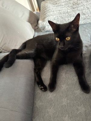 Ein Fotoausschnitt der Außenzwinger für die Hunde