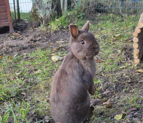 Aussie-Mischlingshündin Ruby mit wachem Blick sitzend neben einem Deko-Tannenbaum