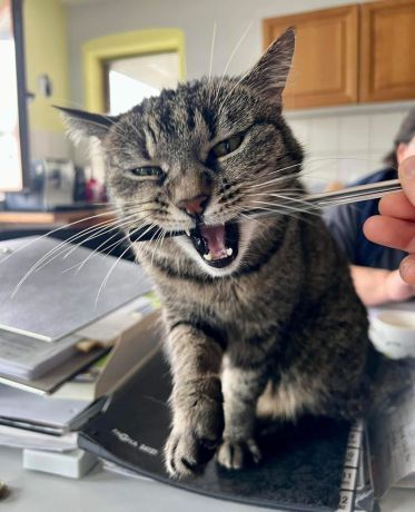 Zwerhamster-Dame Panini in Nahaufnahme