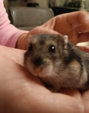 Kater Peter, rot getigert, liegt schlafend eingerollt auf einer Couch