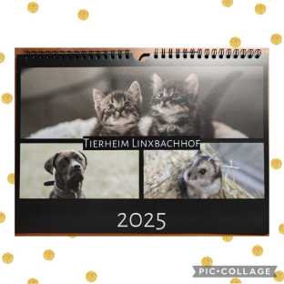 Tierheimkalender 2024, Titelblatt und eine Beispielseite auf weißem Hintergrund mit goldenen Punkten