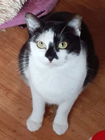 Die beiden Katzen Bonny und Clyde liegen an ein Kissen gelehnt. Bonny trägt einen türkisfarbenen Body