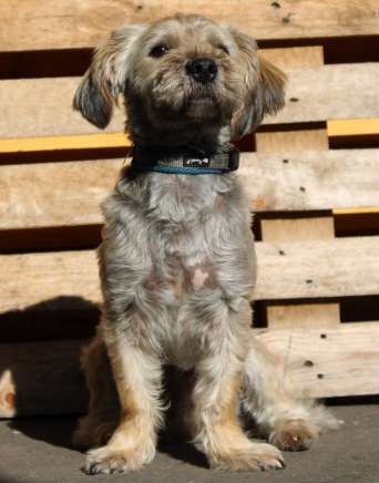 Schäferhündin Heide liegt zwischen weihnachtlichen Dekorations-Gegenständen. Sie schnuppert an einem kleinen Spielzeug-Tannenbaum mit Gesicht.