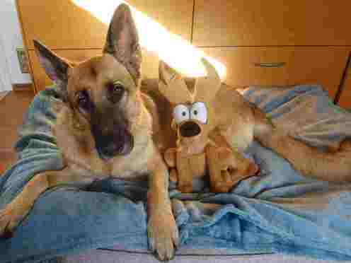 Eine schwarze und eine getigerte Katze sitzen eng zusammen in einem Kratzbaum-Körbchen