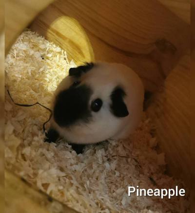 Hope von vorne mit großen aufgerichteten, gesunden Ohren