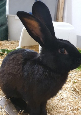 Husky Freki sitzt und schaut aufmerksam in die Kamera. Er trägt ein blaues Halstuch mit seinem Namen.