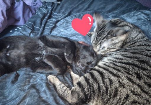 Pinky in wachsamer Stellung auf dem Balkon