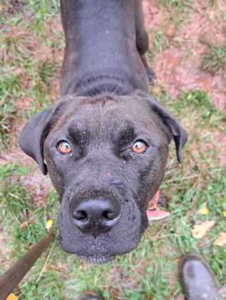 Maze liegt schlafend und zusammengerollt auf dem Rücken, ihre rechte Vorderpfote liegt über ihrem Kopf