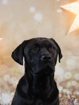 Katze Maze sitzt aufrecht auf einer Couchlehne, ihr Blick ist offen in die Kamera gerichtet.