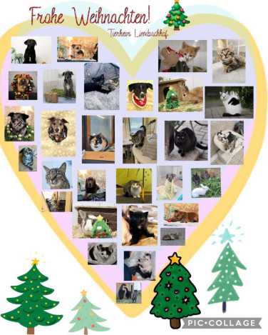 Bild-Collage in Herzform mit Weihnachtsfotos einiger Tierheimbewohner