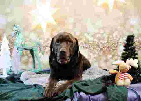 Tierheimhund Apollo liegt zwischen weihnachtlichen Dekorations-Gegenständen