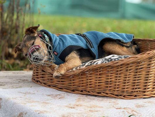 Linus sitzt aufmerksam mit Kuscheldecke auf der Couch