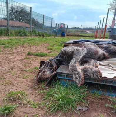 Der kleine Pinscher Linus läuft auf einem kleinen Weg zwischen Gras auf die Kamera zu